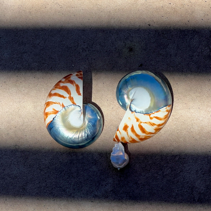 Two nautilus shell earrings with orange and white tiger-stripe patterns and iridescent blue accents, displayed on a concrete surface under dramatic diagonal shadows.