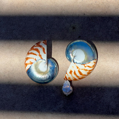 Two nautilus shell earrings with orange and white tiger-stripe patterns and iridescent blue accents, displayed on a concrete surface under dramatic diagonal shadows.